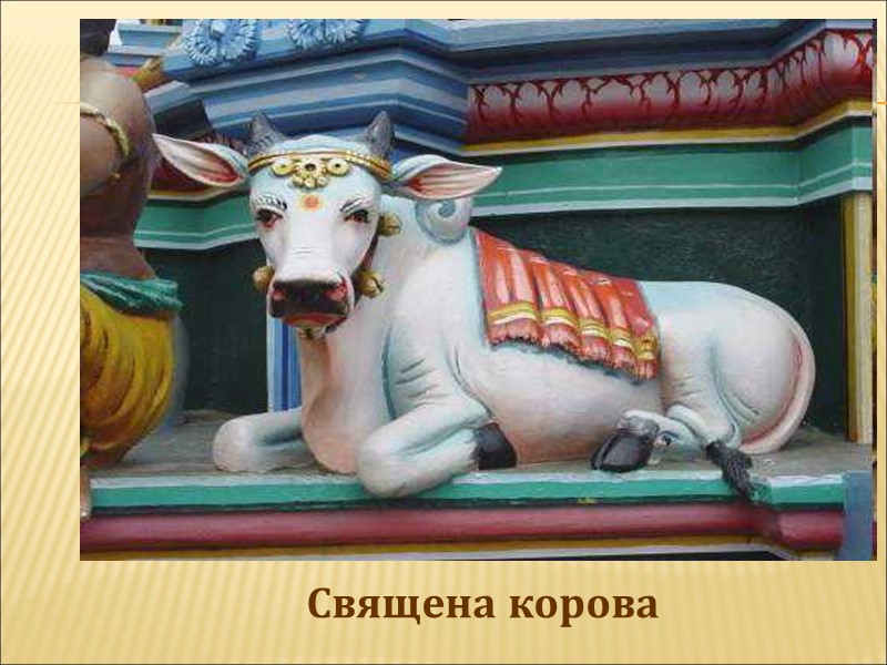 Священа корова